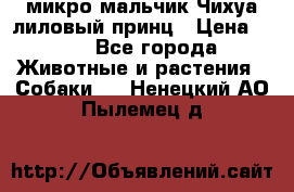 микро мальчик Чихуа лиловый принц › Цена ­ 90 - Все города Животные и растения » Собаки   . Ненецкий АО,Пылемец д.